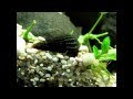 % White Spot Rabbit Snail -Tylomelania ...