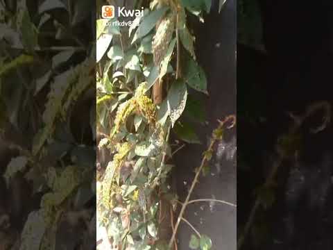 Deus revelado na natureza