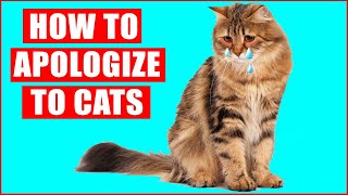 How to Apologize to Your Cat