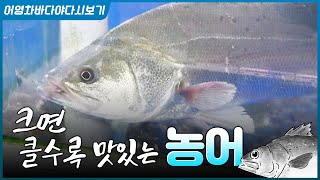 바다의 보약, 농어 쓸개주 만드는 법 + 농어 잡는 모든 방법_루어 주낙 그물 #농어 어죽