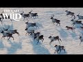 The Call of the Wild | Sounds of the Wild