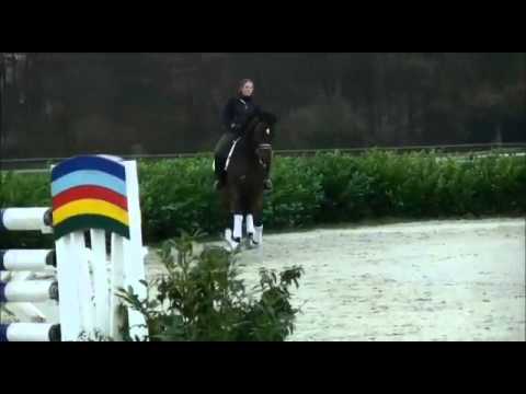 Laudatio 7 jähriger Wallach v. Londontime