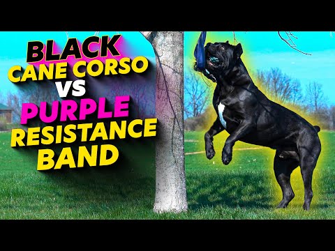 BLACK Cane Corso Vs. PURPLE Resistance Band