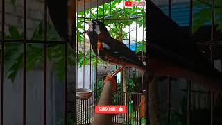 Download lagu Anis Macan Gacor mp3 Download lagu Anis Macan Gacor mp3