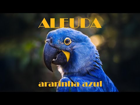 1 - ALEUDA - ararinha azul