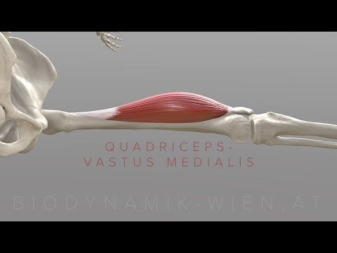Quadriceps Vastus Medialis (3D Animation)