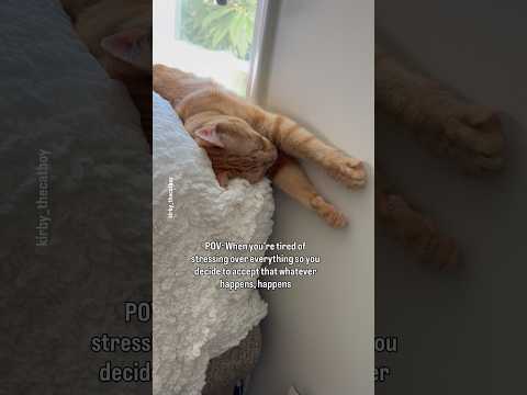 When you learn to let it go 😹#cats #sleepycats #tabbycats #funnypets