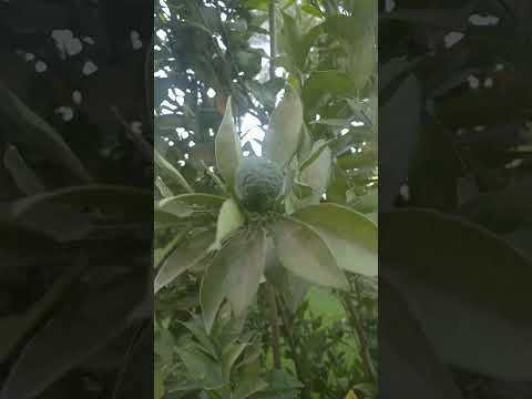 আসসালামুয়ালাইকুম সফর বাশি ভাই ও বোন সবাইকে জানাই অগ্রিম ঈদ মোবারক