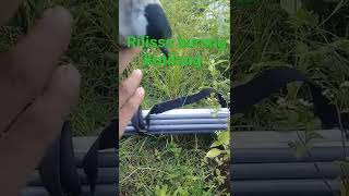 Download lagu Raja Kutilang kena Pulut mp3