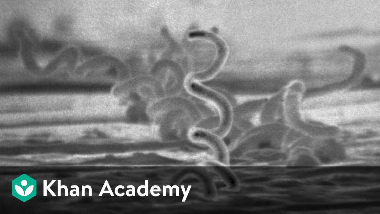 Sexually Transmitted Infections (STIs) | Reproductive Health | Biology | Khan Academy