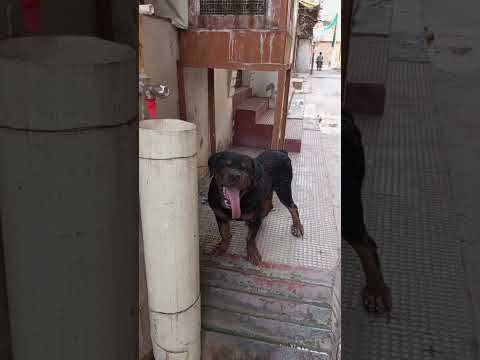 #video #share #subscribe #viral #youtube #trending