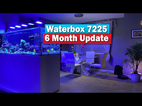 Waterbox Peninsula 7225 6 Month update and Reef Tank Tour!