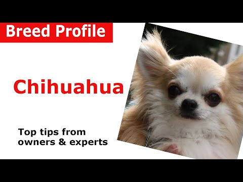 download lagu mp3 mp4 Ckc Chihuahua Breeders Canada, download lagu Ckc Chihuahua Breeders Canada gratis, unduh video klip Ckc Chihuahua Breeders Canada