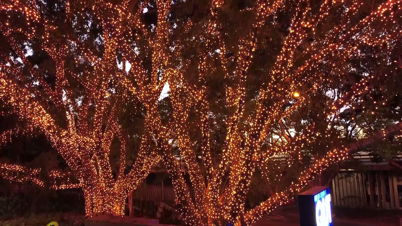 Glow Worm Lighting Commercial Grade Fairy Lights, Festoon Lights