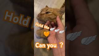 2026/6/3_95 貪吃SV #橘ひなの #橘貓 #橘猫 #貓咪日常 #cat #cute #貓貓日常 #貓貓 #可愛い猫 #貓咪