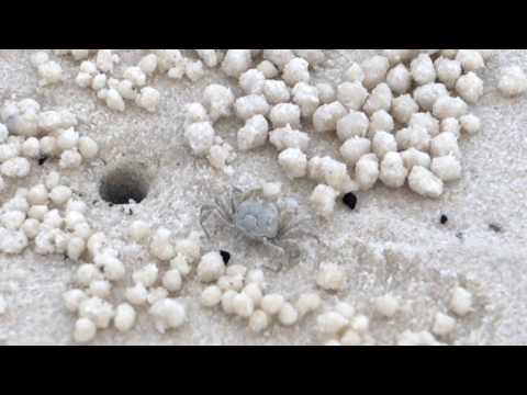 Sand bubbler crab making sand bubbles
