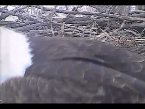 Decorah Eagles,Bit Of Closeup Of Parent&Nest Material(TimeLapse) Shifts,2/10/15