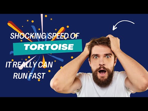 3rd YouTube video about how fast can a tortoise run