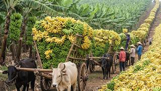 Um Dia de Colheita no Campo – Frutas e Vegetais Colhidos Totalmente à Mão