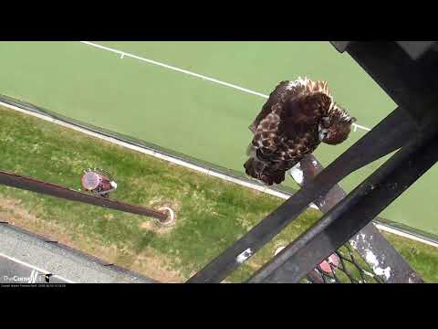 "H3" Fledges From Cornell Hawks Nest! – June 10, 2018