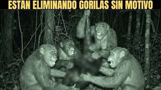 Los Chimpancés Sanguinarios que están aniquilando Gorilas en el Congo