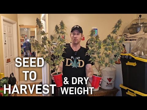 A Complete Seed to Harvest Autoflower Solo Cup Grow - A Guide to Growing For New Growers