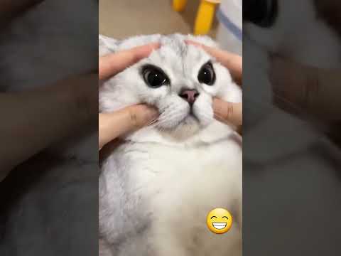 🐱 Funny cat videos ｜ cute cats ｜ Try not to laugh ｜ Cat videos Compilation #shorts  🐈