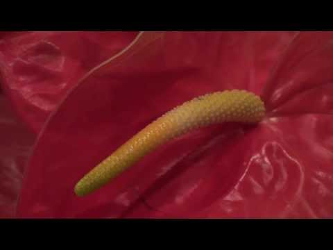 CHORO MUITO - FLOR DE JAGUBE 21 ANOS