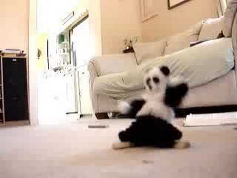 Panda Dance