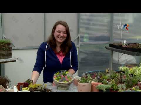 Suculentarium - avagy a pozsgás kompozíciók világa