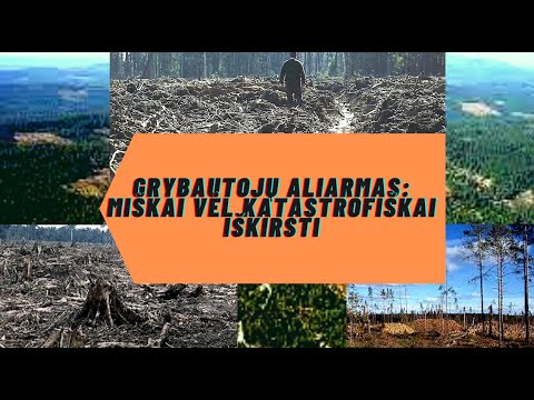 Žemaičiai kelia aliarmą: miškuose ne baravykai, bet ir švieži kelmai! Sekmadienį Labanore mitingas