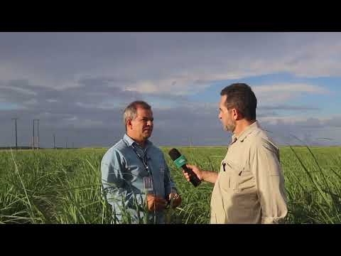 Irrigação garante produção de cana na Usina Marituba em Igreja Nova