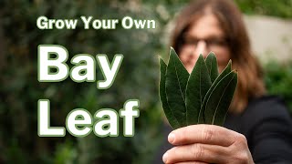 BAY LAUREL GROWING GUIDE: How to Grow &amp; Propagate Bay Leaf in any Climate