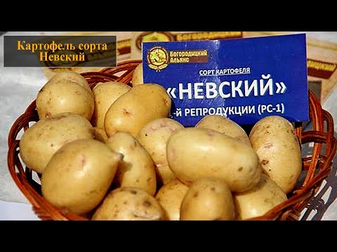 Невский Картофель Характеристика Фото