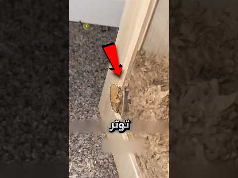 رجع للبيت فحصل حيوانه الأليف هرب من القفص !! 😨 #youtubeshorts