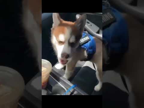 The Most Hilariously Cute Dog#funnydogs#cute#doglover#FunnyCuteDog#AdorablePuppy#FunnyCuteDog