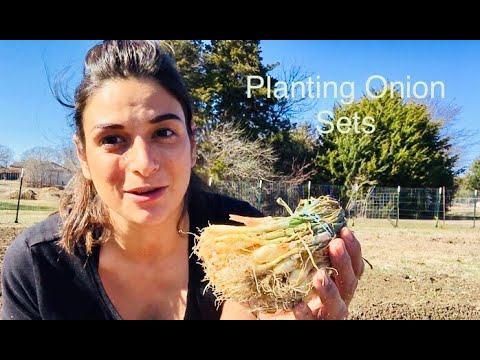 , title : 'Planting Onion Sets // Tips & Tricks 👩🏽‍🌾'