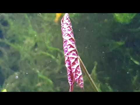 20.11.2021 - Roter Tigerlotus Nymphaea lotus Rot Knolle ist an der Wasseroberfläche angekommen