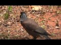 Mynah Food Search