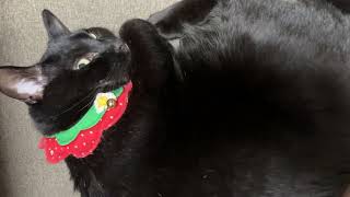 【黒猫】ポジション調整