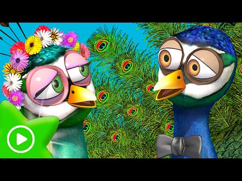 ZENON'S FARM THE SERIES 🚜THE PEACOCK AND THE PEAHEN ARE GETTING MARRIED 🌈 Cartoons for Kids
