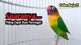 Download lagu Lovebird Gacor Ngekek Panjang PALING CEPAT BUAT PANCINGAN, Sekali Dengar  Langsung NYAUT mp3