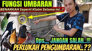 Download lagu TERNYATA INILAH FUNGSINYA ⁉️ UNTUK MURAI BATU, KACER, CUCAK IJO, TLEDEKAN, DLL ‼️ PERLUKAH UMBARAN.? mp3