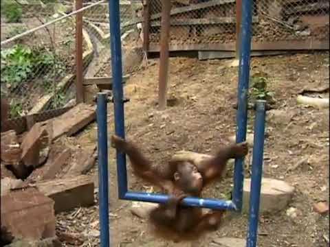 【動画】ガキオランウータン、遊んでたら鉄棒がぶつかって泣くｗｗｗ
