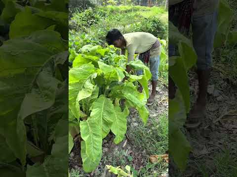 ১ পাতা দিয়ে ৪০০ টাকার সিগারে,ট #agriculturalsystem #easyfarming #agriculture