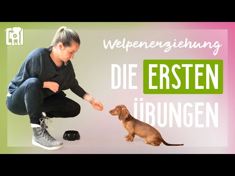 The first exercises in puppy training