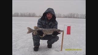 Ловля щуки на жерлицы в саратовской области