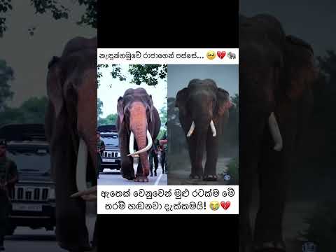 ඉතිහාසය ලියනකොට හරියට ලියපල්ලා... #amma #love #cover #motivation #quotes #trending
