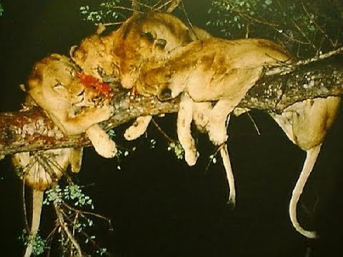 The story that made me quite famous and won the 1st prize in the lowveld competition