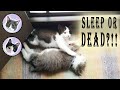 Is Takeru Asleep Or DEAD THE BULUS CAT TV